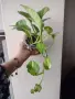 Eпипремнум, epipremnum Global Green, снимка 3