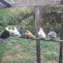 Продавам гълъби, снимка 6