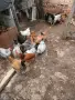 продават се млади кокошки и два петела , снимка 1