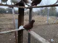 Турски   донеци  , снимка 1