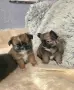 чихуахуа момиченце , снимка 3