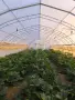 Продавам 2 оранжери , снимка 1