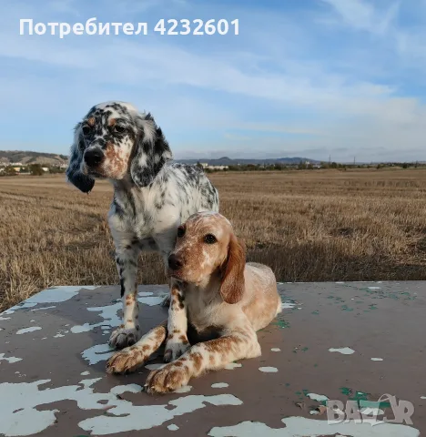 Английски сетер, снимка 2 - Английски сетери - 56584643