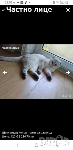 Шотландец колор поинт  за разплод, снимка 3 - Чинчили - 56571113
