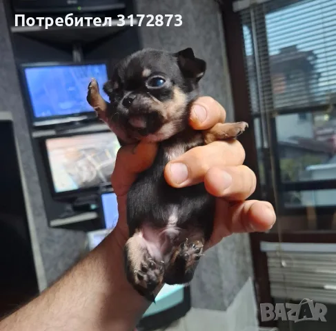 Родословни чихуахуа гр Варна 