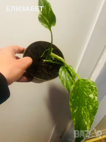 Monstera mint mo
