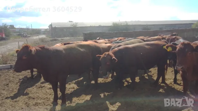 Телета за ИЗЛОЖБА ТОП , снимка 5 - Крави - 56226537