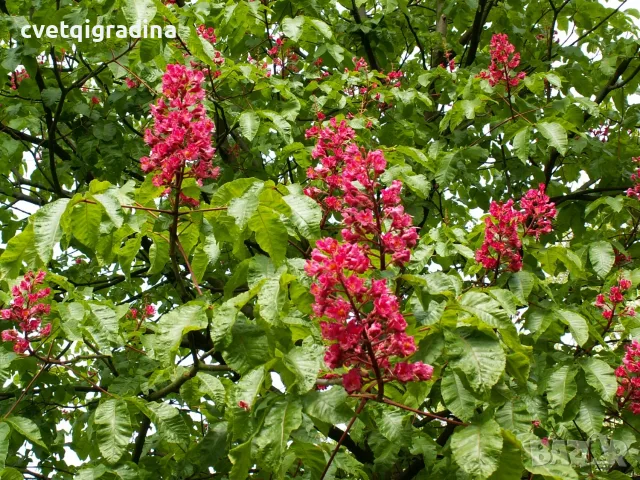 Aesculus × carnea ‘Briotii’ (Червен конски кестен ‘Briotii’)