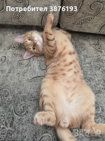 Подарявам котка