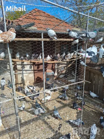 Продавам пазарджишки  високоледци