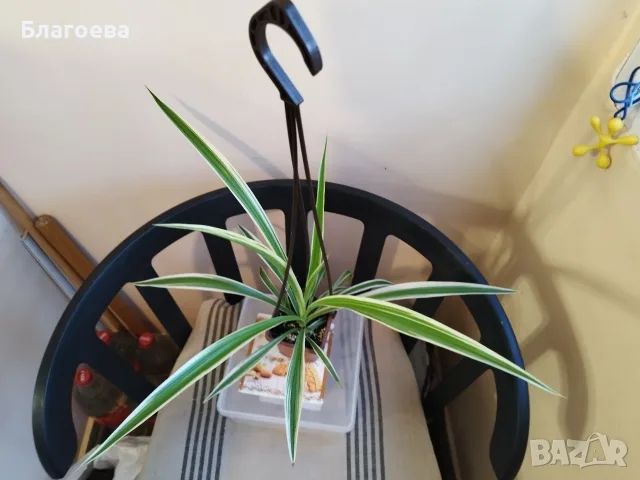 Хлорофитум - стайно растение 3.50 €, снимка 2 - Стайни растения - 48237854
