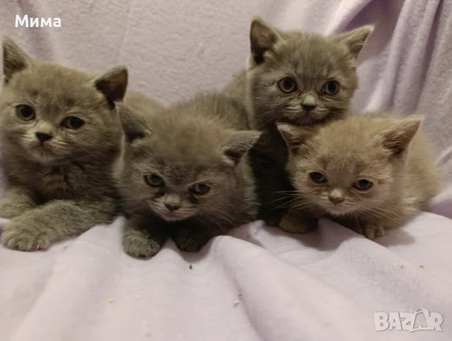 Британски котета, снимка 6 - Британска късокосместа - 56636897