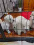 Кученца Лабрадор Ретривър , снимка 7