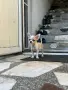 Продавам женско чихуахуа, снимка 1