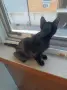 Подаряват се три спасени малки котенца, снимка 7