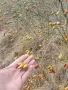 Суха Шипка плод, снимка 3