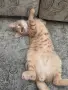 Подарявам котка, снимка 1