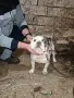 мъжки френски булдог , снимка 3