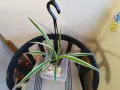 Хлорофитум - стайно растение 3.50 €, снимка 2