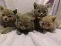 Британски котета, снимка 6