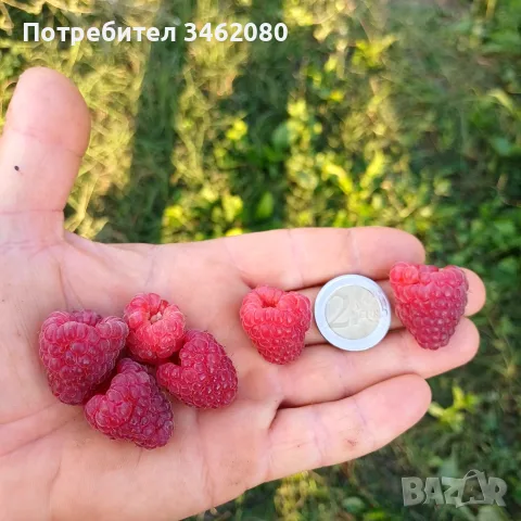  Разсад   малини 