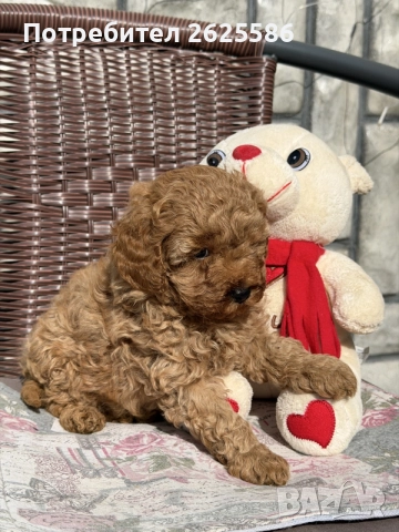 Той пудел toy poodle МОМЧЕ , снимка 6 - Пудели - 56356970