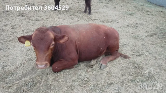 Телета за ИЗЛОЖБА ТОП , снимка 15 - Крави - 56226537
