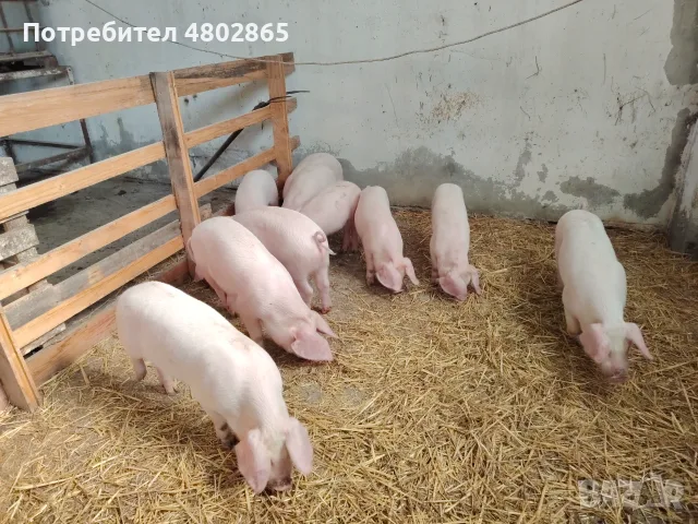 Малки прасенца 30/35 кг, снимка 3 - Други животни - 56599977