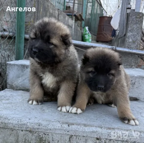 Кавказка овчарка