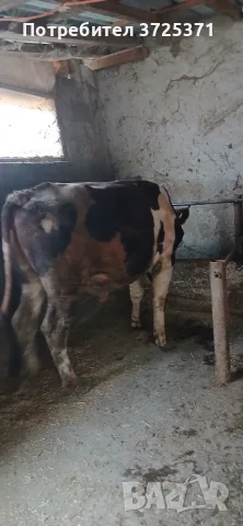 Продавам  мъжко теле