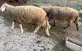 2бр. мъжки агнета, снимка 3