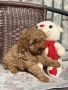 Той пудел toy poodle МОМЧЕ , снимка 6