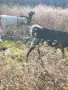 Три млечни кози за продан. , снимка 4
