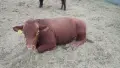 Телета за ИЗЛОЖБА ТОП , снимка 15