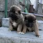 Кавказка овчарка, снимка 1