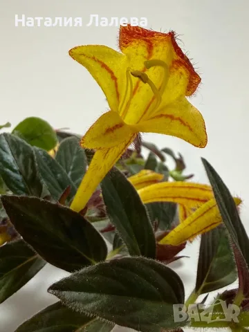 Колумнея, Columnea Maryjane Evans