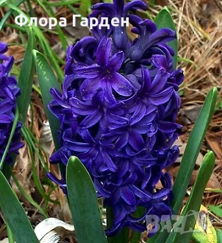 Луковици ЗЮМБЮЛ, снимка 4 - Градински цветя и растения - 56578809
