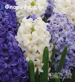 Луковици ЗЮМБЮЛ, снимка 6 - Градински цветя и растения - 56578809