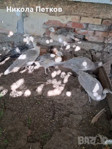  пауни женски чернокрили, снимка 3 - други­ - 56565166
