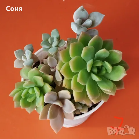 Сукуленти микс вкоренени, снимка 7 - Стайни растения - 56584249