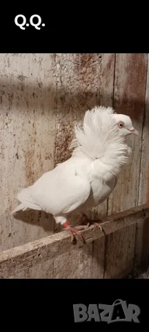 Капуцина Женска