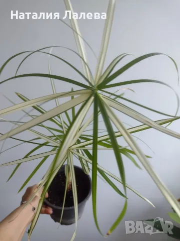 Циперус, водна палма, cyperus variegata