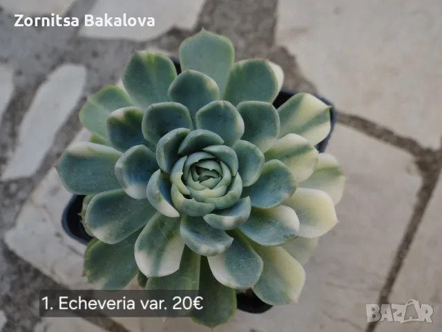 Сукуленти Echeveria различни видове