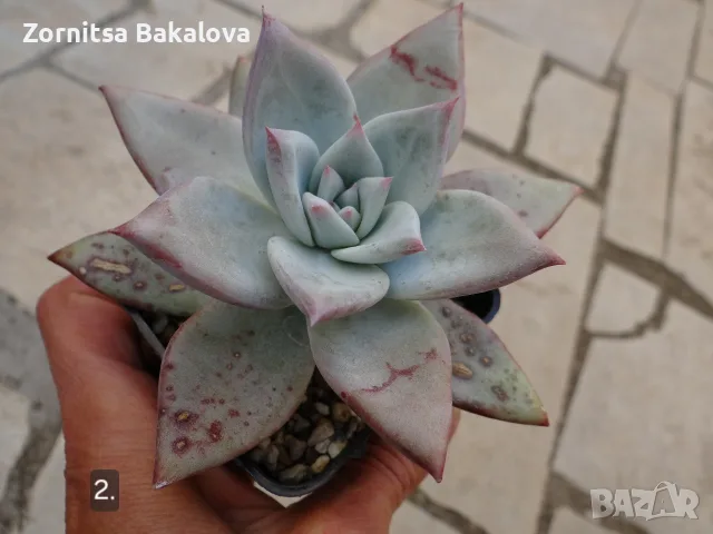Сукуленти Echeveria различни видове, снимка 4 - Стайни растения - 56716473