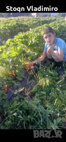 Прелагам расад ягоди и малини, снимка 8 - Разсади - 56564662