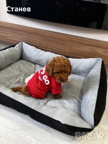 Той пудел момче / Toy poodle boy