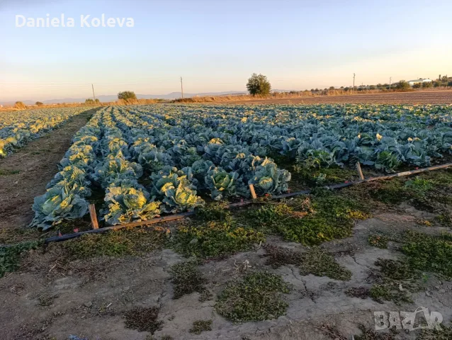 Продавам    зеле