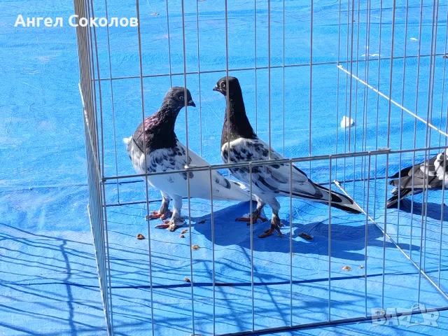 Унгарци млади и стари София