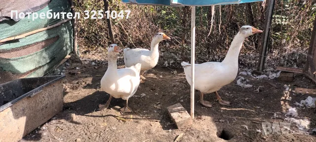 Млади гъски на 8м., снимка 2 - други­ - 56578131