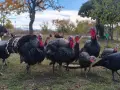 продавам пуйки пуяци, снимка 4